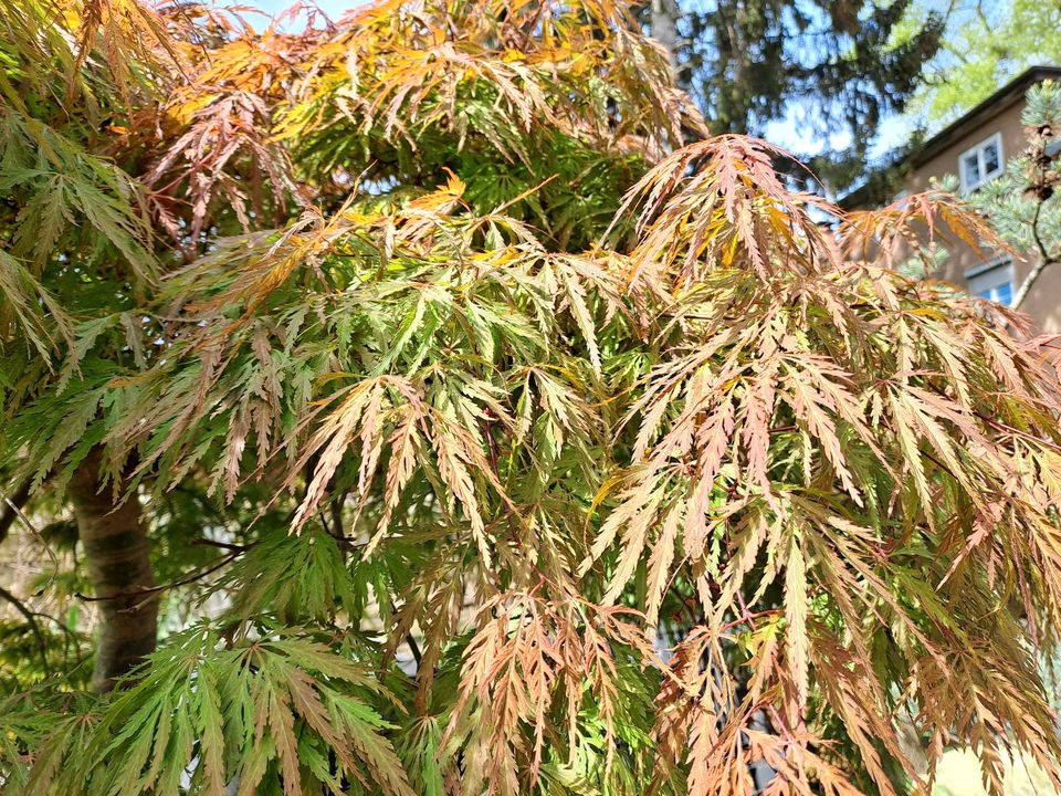 Japanischer Ahorn Acer palmatum Dissectum in Weilerswist