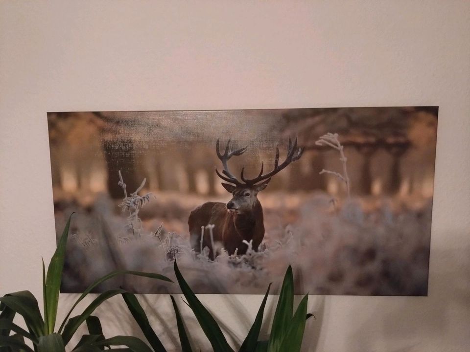 Wandbild Leinwanddruck Hirsch im Morgentau modern 1 m x 0,50 groß in Dresden