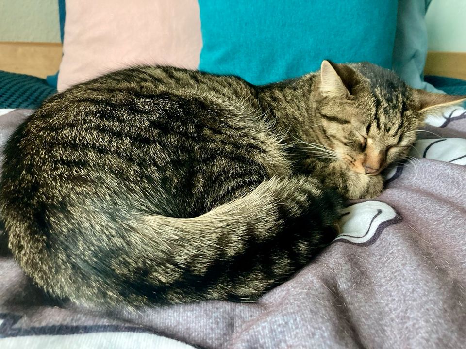 Gesucht in Gundelfingen! Kleiner Tiger-Kater entlaufen Katze weg in Gundelfingen