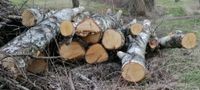 Günstiges Polderholz, Stammholz, Brennholz auch zum selber machen Bayern - Wildflecken Vorschau