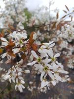 Kupferfelsenbirne / Amelanchier lamarckii / verschiedene Größen Nordrhein-Westfalen - Bocholt Vorschau