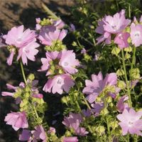 2024! Moschus-Malve (Malva moschata ) rosa  (1 Brandenburg - Wittstock/Dosse Vorschau