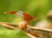 Prämierte bd freie Europameister - Red Rili Garnelen Neocaridina Niedersachsen - Celle Vorschau