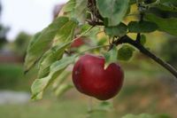 Obstbaumschnitt vom Fachmann Hessen - Wetzlar Vorschau