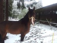 Reitpony zur Verfügung Bayern - Sankt Englmar Vorschau