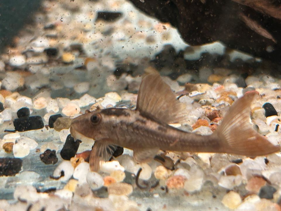 Red Bruno  6-7cm Cochliodon Basilisko Hypostomus in Rangendingen