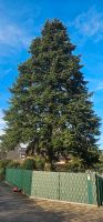 Tanne zu verschenken, ca 18 Meter, Weihnachtsbaum, Brennholz Nordrhein-Westfalen - Hamminkeln Vorschau