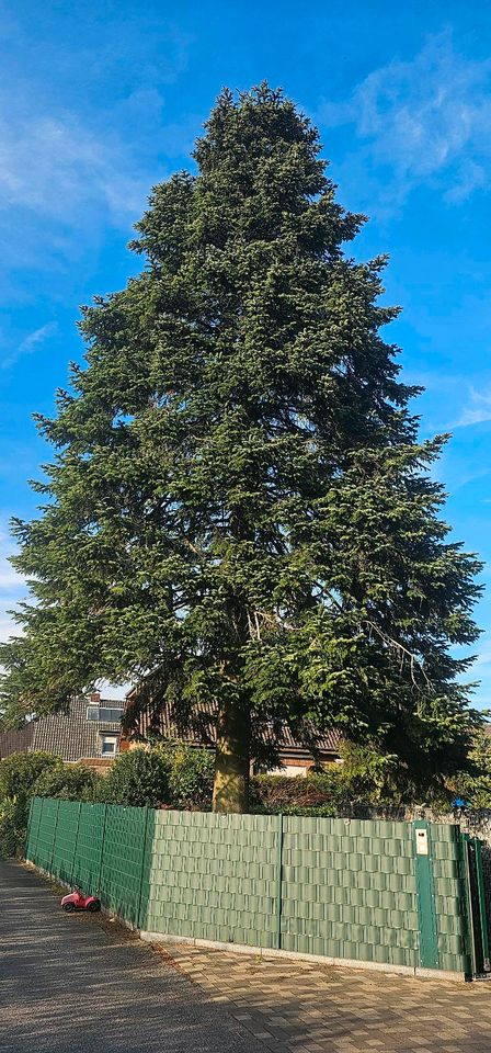 Tanne zu verschenken, ca 18 Meter, Weihnachtsbaum, Brennholz in Hamminkeln