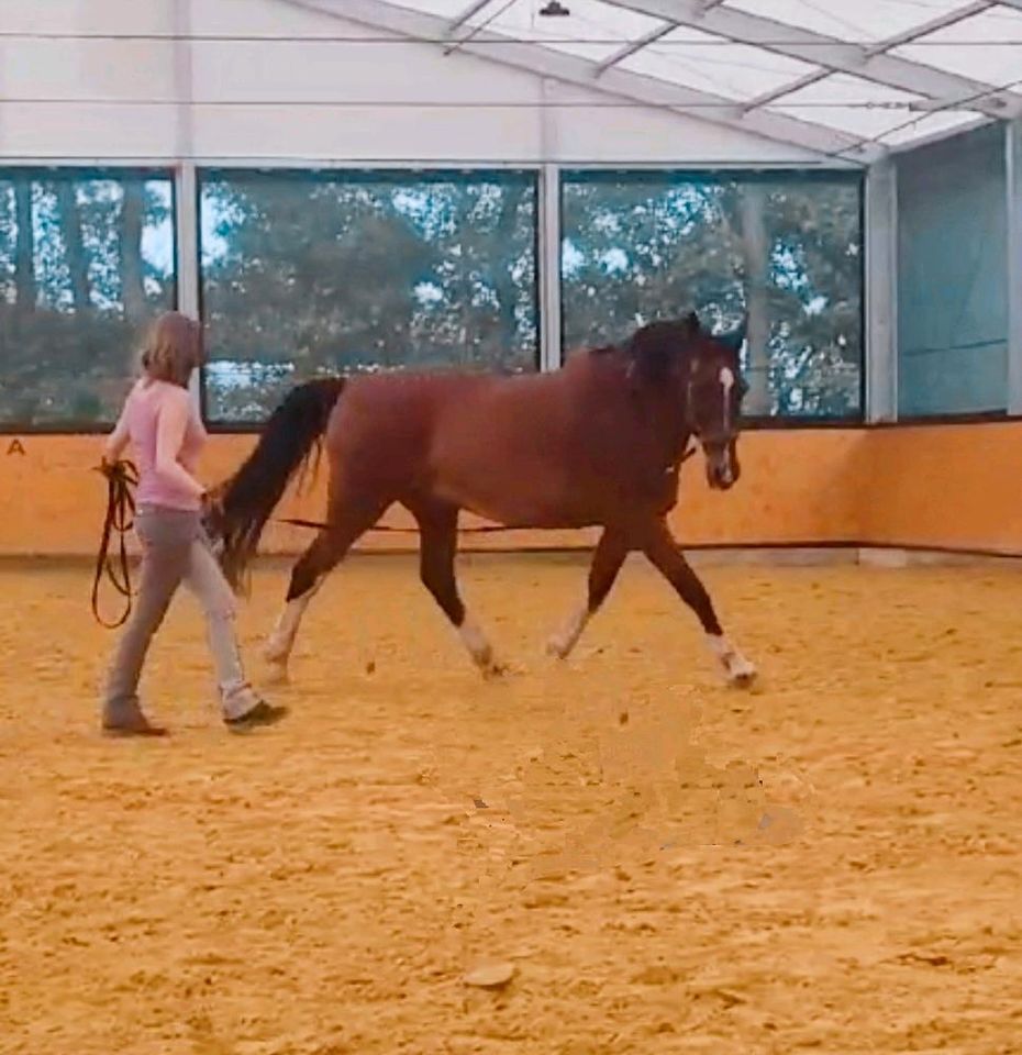 Reitunterricht / Pferdetraining / Reitlehrer in Leer (Ostfriesland)