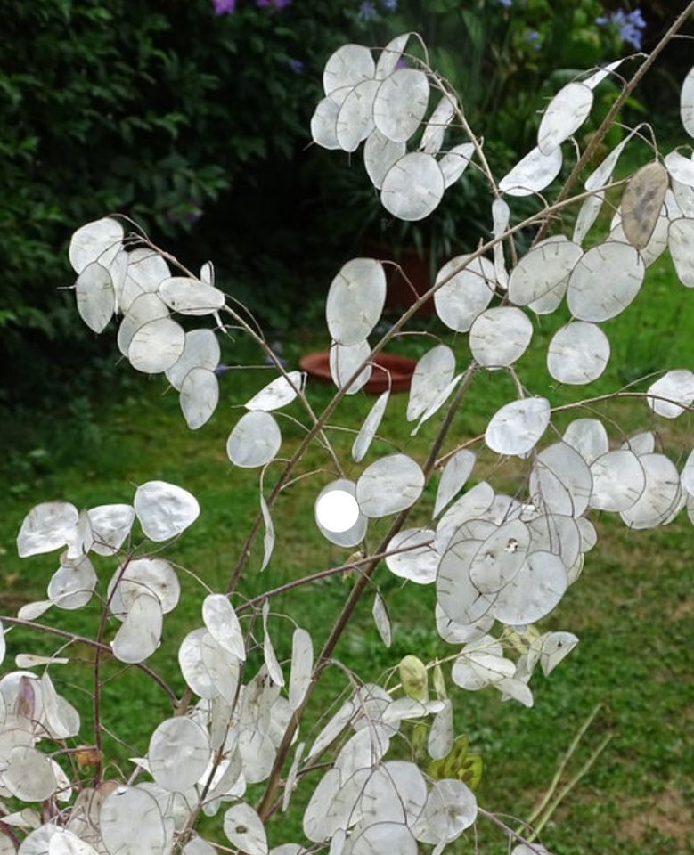 Silberblatt lunaria Annua Blume Pflanze weiß Trockenblumen pink in Muggensturm