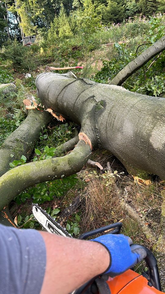 Stammholz Eiche Buche Esche in Iserlohn