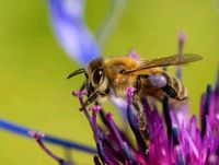 Bienen vom Hobby-Imker - Carnica - Nordrhein-Westfalen - Blankenheim Vorschau