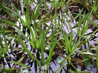 Krebsscheren zu verkaufen, Teichplanzen, Teich,Wasserpflanzen,Öko Nordrhein-Westfalen - Monheim am Rhein Vorschau