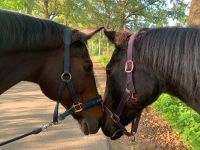 Pflegebeteiligung für zwei Pferde gesucht Schleswig-Holstein - Norderstedt Vorschau