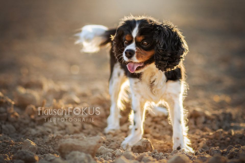 Tierfotografin Hundefotograf, Katzenfotograf, Pferde Fotoshooting in Obernkirchen