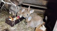 Verkaufe schöne Jungkaninchen Sachsen - Leisnig Vorschau