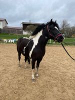 Reitbeteiligung für Schulpony Salome sonntags gesucht Baden-Württemberg - Niefern-Öschelbronn Vorschau