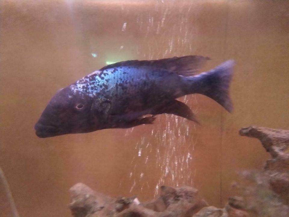 Fossorochromis rostratus in Bergkamen