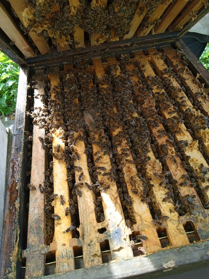 Bienenvölker in Rheinstetten
