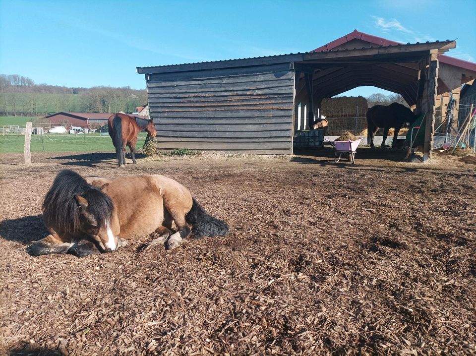 Pflegebeteiligung Welsh A Pony in Melle