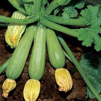 Zucchini „Di Faenza“ Samen Rarität Nordrhein-Westfalen - Sankt Augustin Vorschau