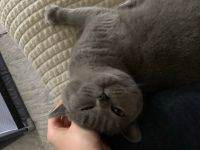 British shorthair Katze 3J Nordrhein-Westfalen - Mülheim (Ruhr) Vorschau