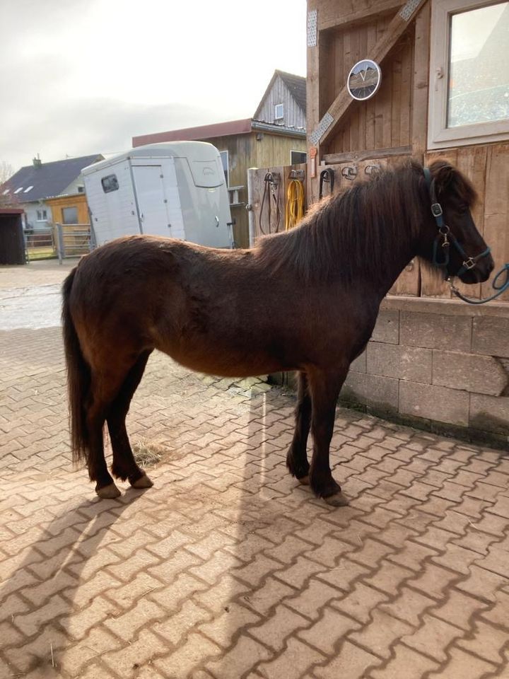 Island Stute Pferd 140 cm 5 Gänger Geb. 07/2018 braun in Königsfeld