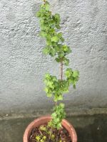 Stachelbeere Pflanze Köln - Porz Vorschau