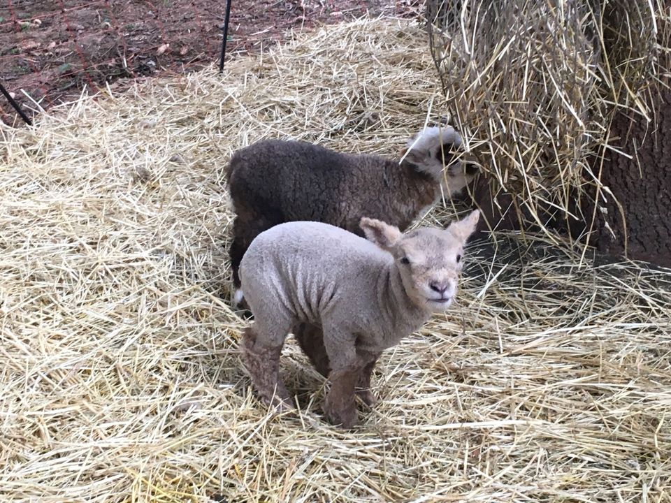 Southdown Böcke und Bocklämmer in Bad Gandersheim