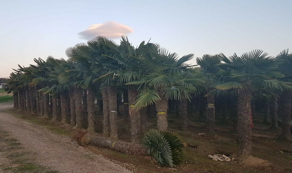 Winterharte Palmen Hanfpalme Trachycarpus Fortunei, Olivenbäume in Spickendorf