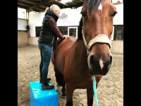 Osteopathie und Physiotherapie DIPO für Pferd und Hund Dortmund - Holzen Vorschau