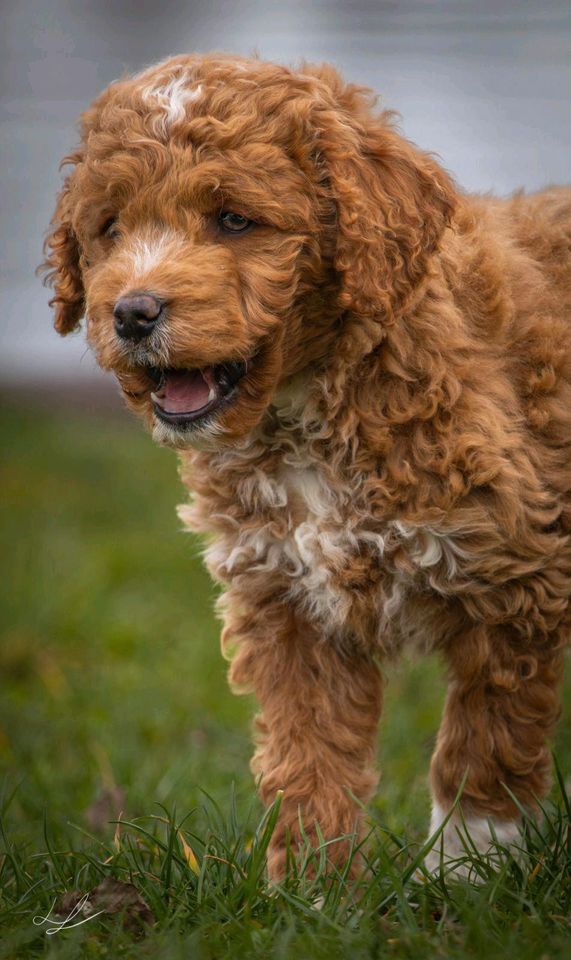 Golden Doodle F2 medium Goldendoodle in Kyritz