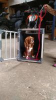 Hundebox,  Autobox von Trixie aus Aluminium Neupreis 169,99€ Baden-Württemberg - Künzelsau Vorschau
