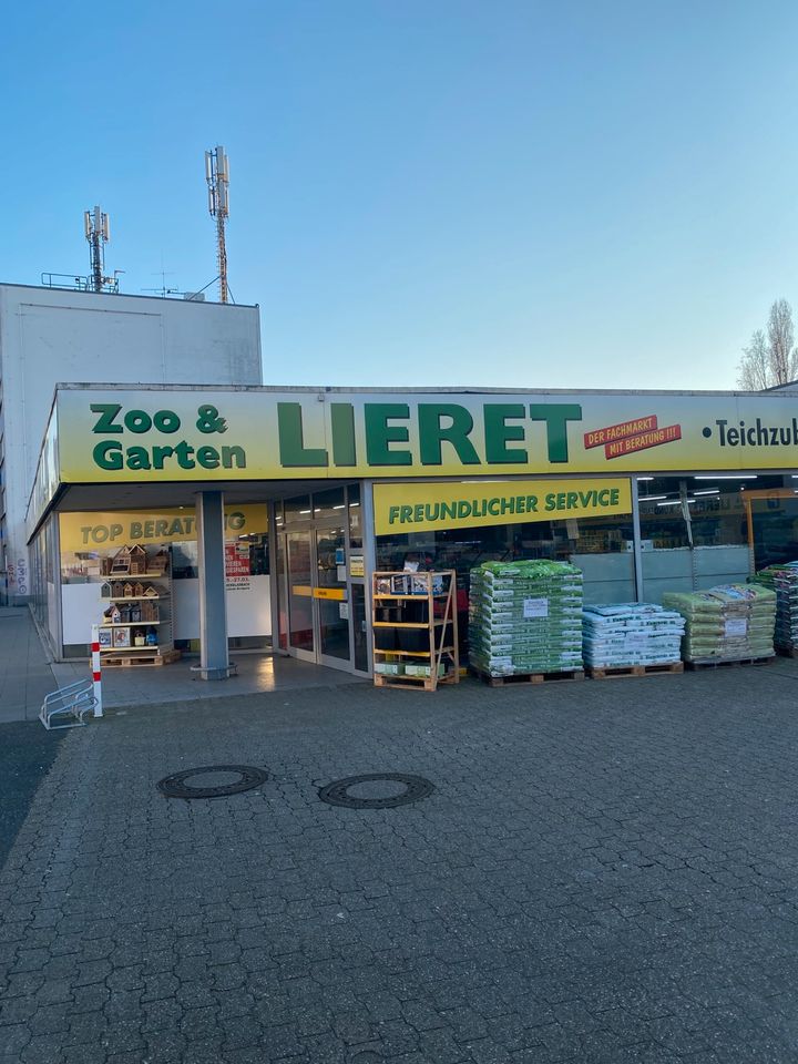 Weibl. Kampffische, Betta splendens, Fische in Mönchengladbach