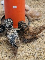 Paduaner Hennen Hühner Huhn Haubenhuhn Rheinland-Pfalz - Niedert Vorschau