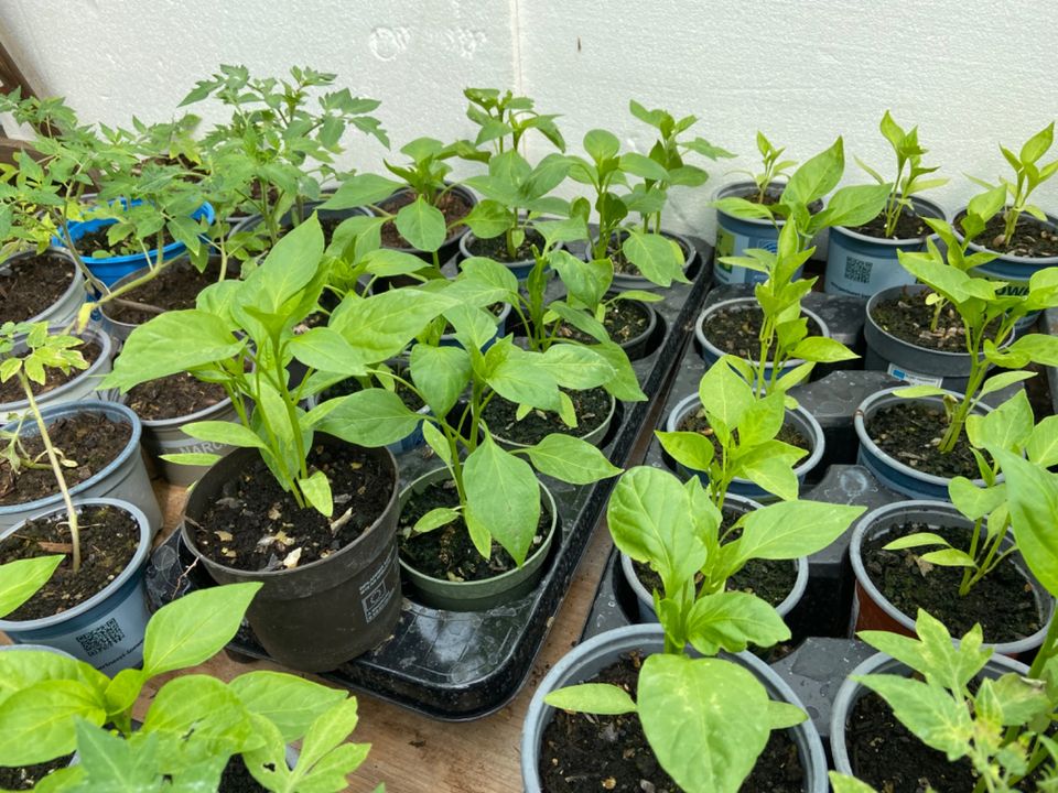 Tomaten-, Paprika-, Chili/Pepperonipflanzen,  BIO in Groß-Umstadt