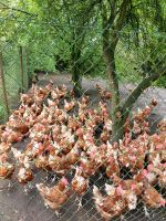 Hühner Legehennen Niedersachsen - Neuenhaus Vorschau