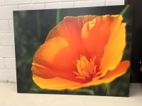 Blume orange gelb Leinwand 100x75cm Köln - Zollstock Vorschau