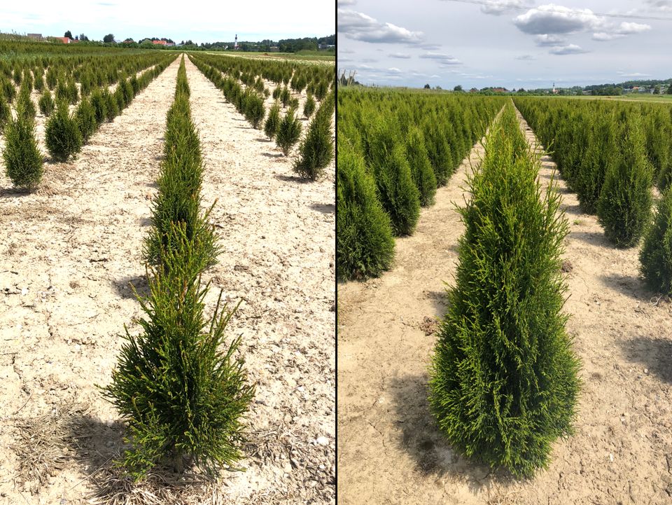 Lebensbaum Thuja occidentalis 'Smaragd' 450-500 cm | Bayernheck` in Ingoldingen