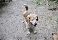 Beagle-Dame Antonia sucht ein warmes Körbchen Brandenburg - Wandlitz Vorschau