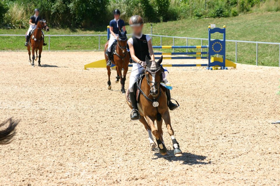 Deutsches Reitpony, Springpony, Fuchs, Wallach in Falkenberg