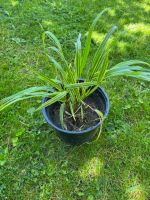 Hakonechloa macra Albostricta, Japan Goldbandgras, Berggras, Gras Niedersachsen - Zeven Vorschau