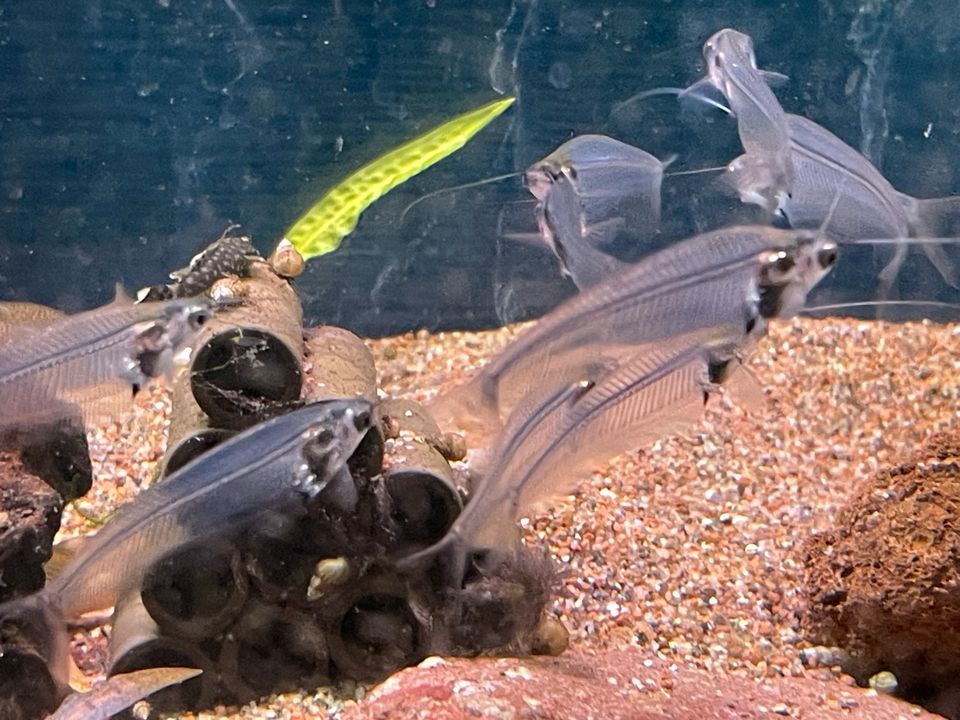 Aquarienfische Zubehör Beratung in Halstenbek