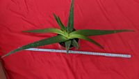 Original Aloe vera Pflanze 60cm Durchmesser 7Jahre Bonn - Südstadt Vorschau