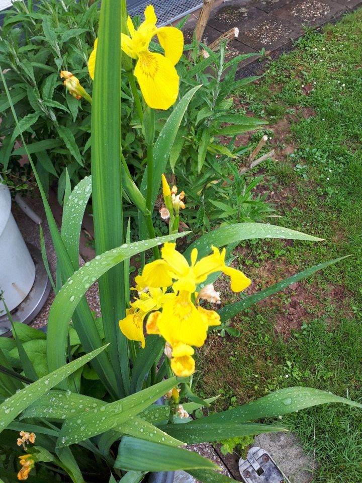 Schwertlilien/Iris Dunkelblau, Gelb in Annweiler-Queichhambach