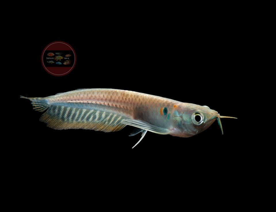 Silber Arowana Gabelbart Osteoglossum bicirrhosum ab *29,90 Euro* in Hoppegarten