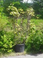 Baum Pflanze Kiwi Actindia Chinensis Hayward Femmina Bayern - Baiersdorf Vorschau