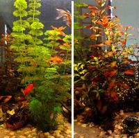 Prachtvolle Aquarium-Pflanzen Ambulia+Ludwigia? Ab 20 St.15 € Rheinland-Pfalz - Roth b Hamm Vorschau