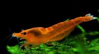 Garnelen Neocaridina Davidi Orange (direkt vom Züchter) ab 2€ Nordrhein-Westfalen - Kreuzau Vorschau