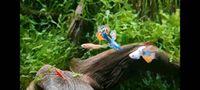 Schöne Guppy abzugeben Niedersachsen - Hagen am Teutoburger Wald Vorschau